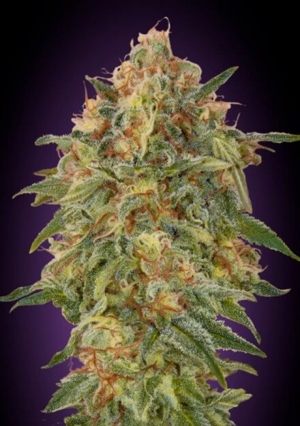 Zkittlez Feminised Cannabis Seeds | Advanced Seeds.