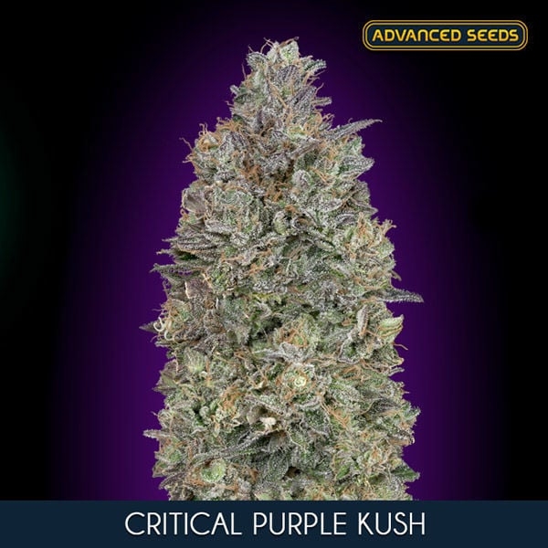 Critical Purple Kush Feminised Cannabis Seeds | Advanced Seeds.