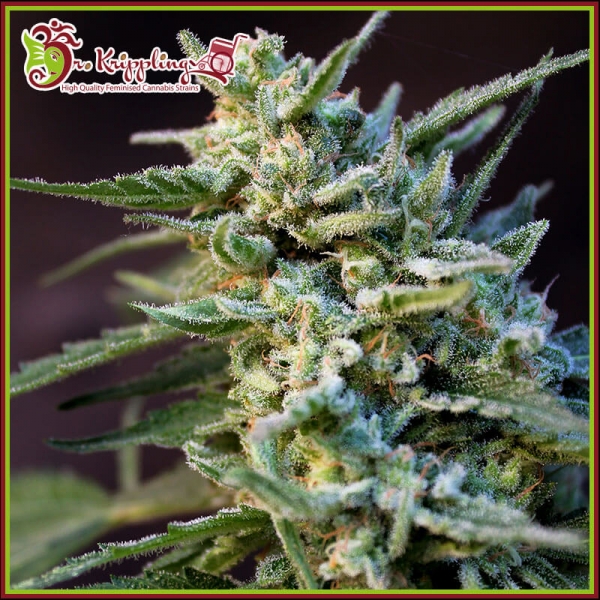 ApeZkit Auto Feminised Cannabis Seeds | Dr Krippling.