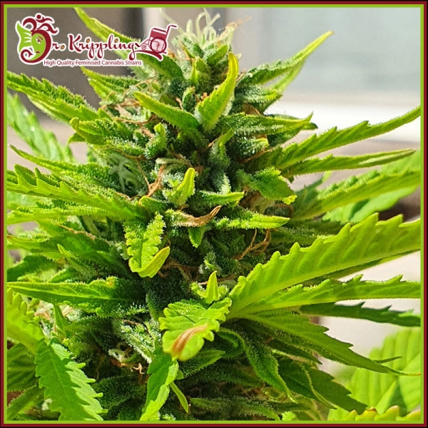 Banana Kick Auto Feminised Cannabis Seeds | Dr Krippling.