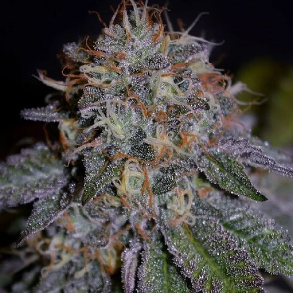 Biscotti Feminised Cannabis Seeds | Cream Of The Crop