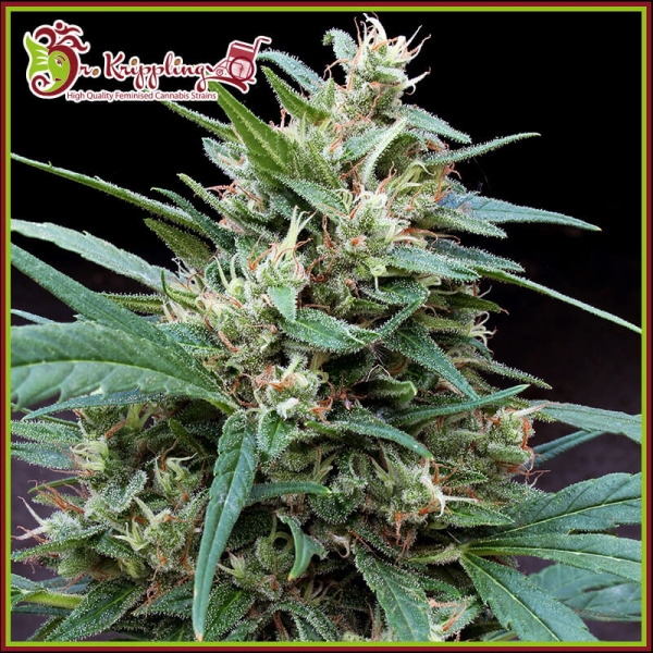 Bucks Fizz Auto Feminised Cannabis Seeds | Dr Krippling.