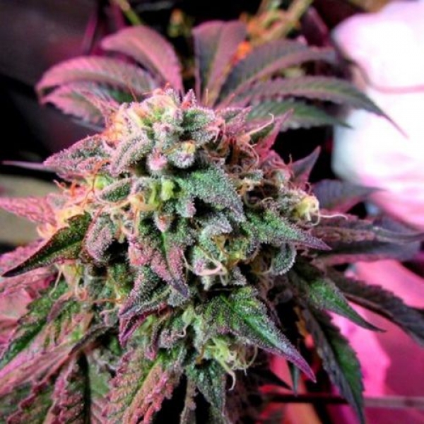 Cherry Pie Feminised Cannabis Seeds | Female Seeds