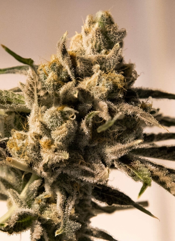 Cherry Pie Feminised Cannabis Seeds | Advanced Seeds. 