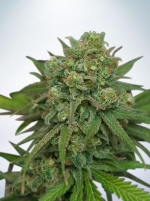 Instakush Feminised Cannabis Seeds | Ministry of Cannabis