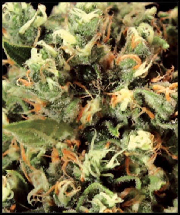 Kalashnikova Feminised Cannabis Seeds | Green House Seeds