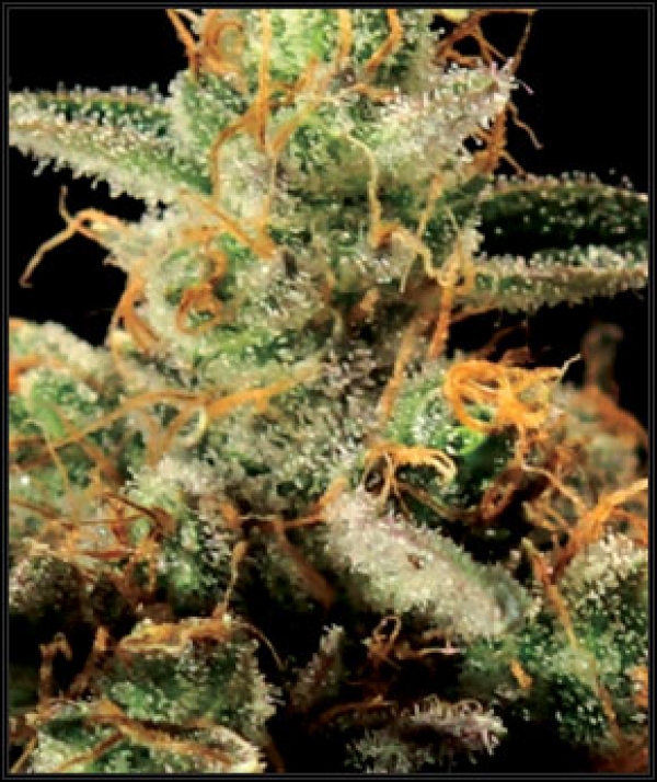 King's Kush Feminised Cannabis Seeds | Green House Seeds