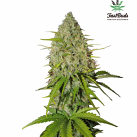 Grapefruit'matic Auto Feminised Cannabis Seeds | Fast Buds